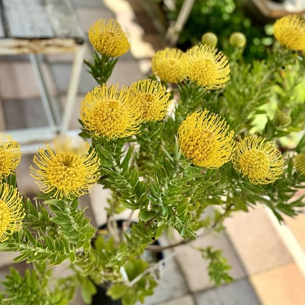 Amazon｜おしゃれ 観葉植物 鉢花：リューコスペルマム カーニバル